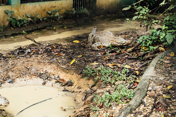 Crocodile camouflaged among the leaves of a building yard