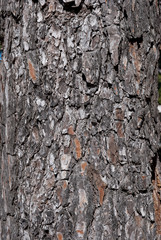 Athens, Greece, August 2020: Pine tree bark close up
