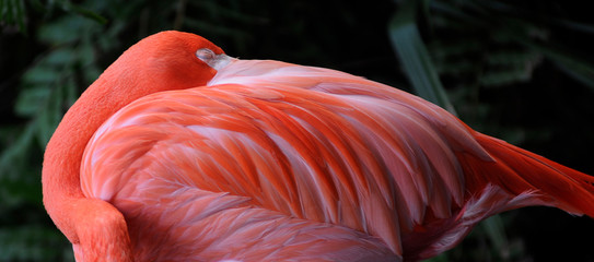 A flamingo at the Brevard Zoo in Florida rest during the warm days. © Mike Brown