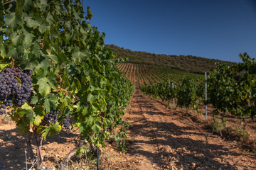 Fototapeta na wymiar Grapes ready to harvest, for wine production in Corsica, France