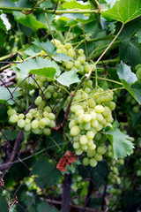 grapes on vine