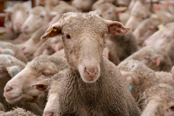 Naklejka premium tête du mouton