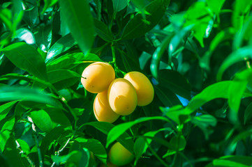 Plum Mango tropical fruit on tree, ripe of sweet Marian Plum mango fruit or Maprang or Mayongchid in Thai.
