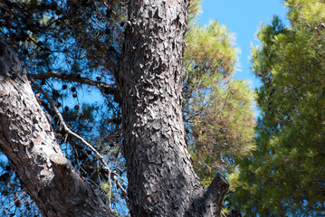 Obraz premium Athens, Greece, August 2020: Pine tree forest