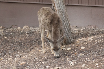 Mule Dear, Grand Canyon National Park, Arizona, USA
