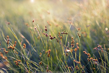 Tender grass spikelets lit by the sun at sunset