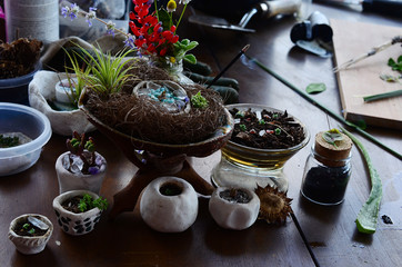 Healing crystal garden, witch terrarium. Birds nest, smoking incense and fresh plants! Colorful display of nature, healing mother of thousands and bromeliad. Desktop terrariums, miniature garden. 