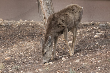 Mule Dear, Grand Canyon National Park, Arizona, USA