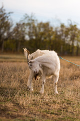 Fototapeta premium Goat eating grass,Goat on a pasture..White goat. Livestock bringing milk. Cattle on a village farm.