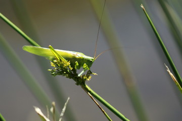 Grande sauterelle verte 