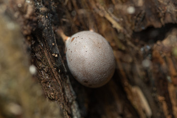 Lycogala flavofuscum slime mold fruit body grows in a tree gap. Round shaped  slime mold with light...