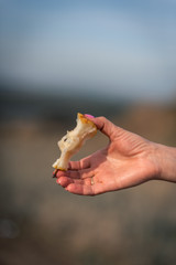Fototapeta na wymiar Woman's hand holding an eaten pear with background of nature. Taste of summer