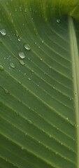 green leaf with water drops