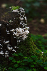 mushrooms that grew on an old stump