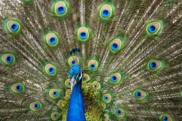 Fototapeta na wymiar Male peacock bird, Pavo cristatus, with full display tail feathers