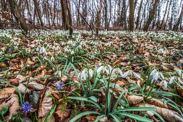 Spring in the forest