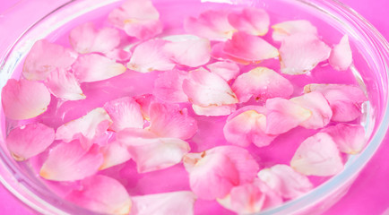 Obraz premium Pink rose in water with beautiful dew, use for beauty spa or aroma therapy concept