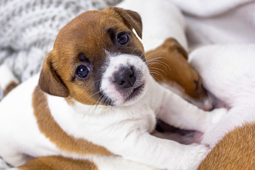 cute jack russell terrier puppy sitting near a knitted bedspread on a white background, home comfort