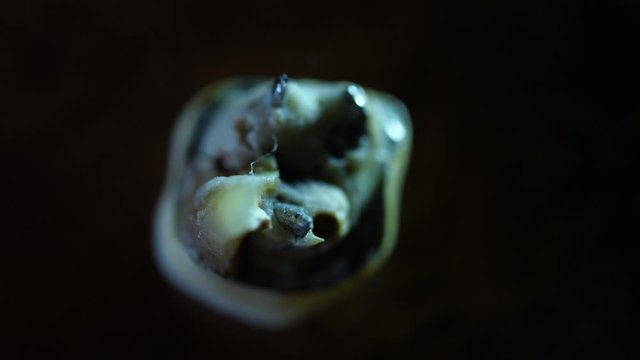 False Teeth extracted. Pulled out with real broken off tooth attached to metal. Macro close up isolated.