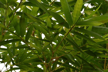 green leaves background