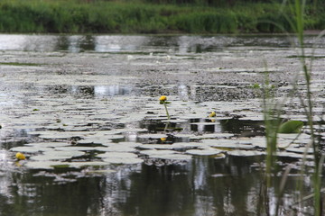 flowers water lilies on the river