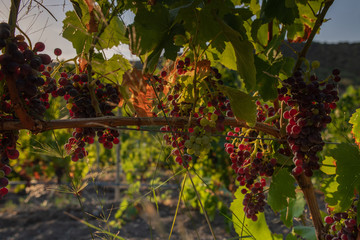 Grapes ready to harvest, for wine production in Corsica, France