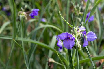Bluejacket spiderwort flower (Tradescantia ohiensis)