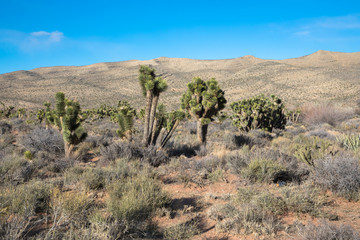 Joshua trees in the desert of Nevada, near Las Vegas, USA