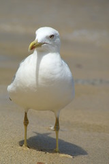 Close up of a white seagull standing on a sandy beach