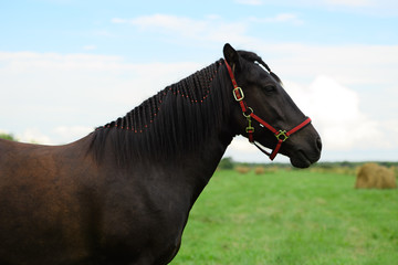 One bay horse with the red halter and its plaited mane is standing on the beveled field.