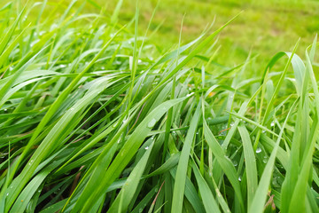 wet green grass after rain