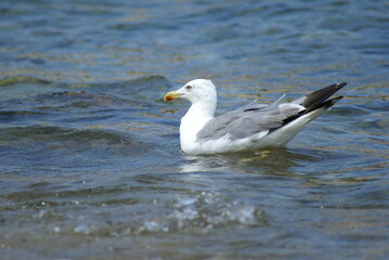 A seagull floating on the surface of the  sea