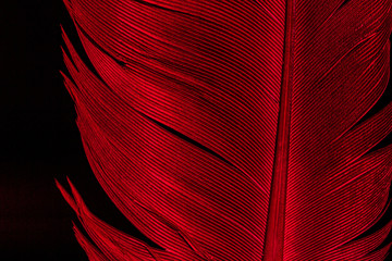 Beautiful red feather pattern texture background ,Red macro feather,Macaw Feathers (Maroon)...