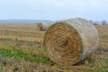 Big round hay bales on the field after harvest. The bales of straw in the meadow.