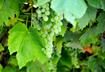 unripe bunches of grapes and leaves in the morning sun