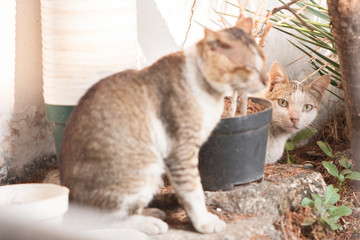 Stray Cats Appear On Front Yard.