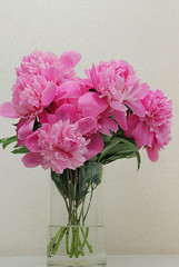 bouquet of pink peonies in a vase