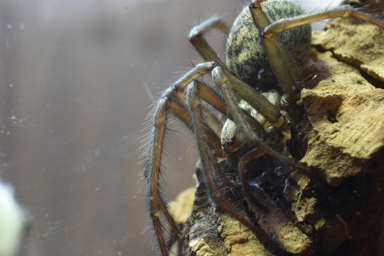 Zbliżenie na kątnika domowego mniejszego (Tegenaria domestica)