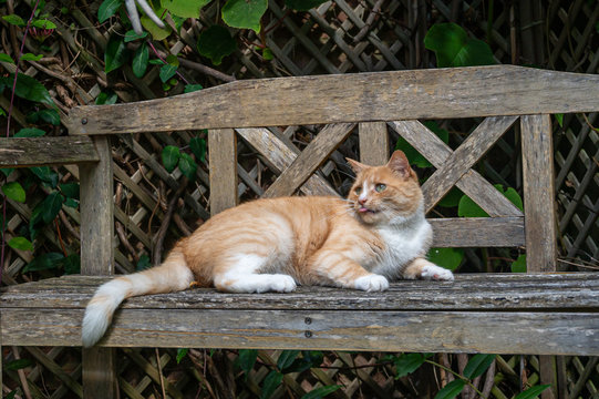 Playful Orange Cat On Wooden Bench