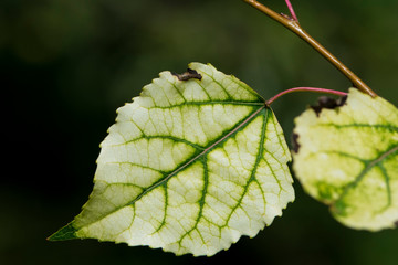 
green leaf close up for background and text