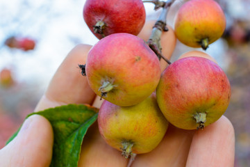 Autumn ripe apples close-up. Selective focus.