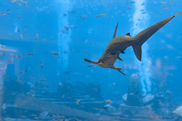 Obraz na płótnie Canvas Hammerhead shark in the aquarium. The great hammerhead (Sphyrna mokarran) is the largest species of hammerhead shark, belonging to the family Sphyrnidae. Atlantis, Sanya, Hainan, China.