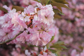 Pink cherry blossoms in Central Park, Manhattan, NYC. Pink cherry blooms