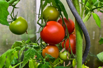 Tomate, Rispe, Tomatenrispe, Bio, Selbstversorger, Eigengewächs, reif. selbst gezogen, ohne Chemie, Kaffeesatz als Dünger, kräftig, gesund
