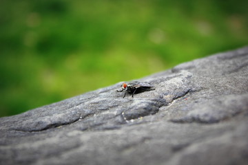 Fly on the fence. Closeup photo of a fly. Macro photo 