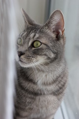 Grey tabby cat with green eyes looking sideways. Tabby cat. Domestic gray cat
