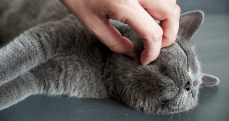 Beautiful British shorthair cat is petted