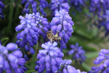 A bee pollinating a purple flower closeup