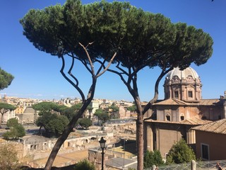 Rome panorama and tall green pines