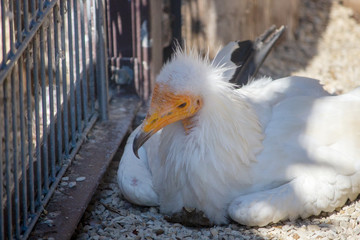 View of an Egyptian vulture, Neophron percnopterus, also called the white scavenger vulture or pharaoh's chicken, is one of the smallest vulture